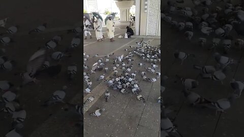 Hujjaj loves to provide food to pigeons: Near Masjid e Nabawi | Madinah