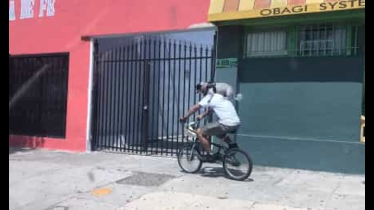 Cão passeia às cavalitas do dono por Los Angeles