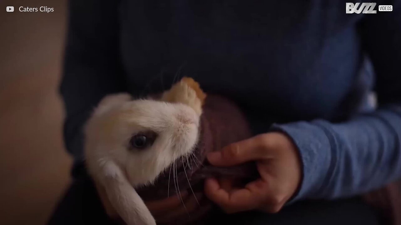 Ces lapins vous donneront le sourire