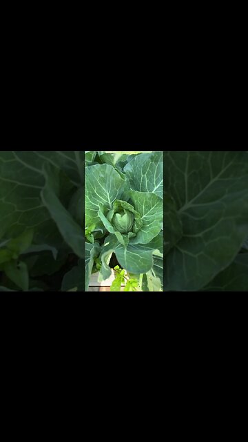 Beginner Gardener Cabbage is growing