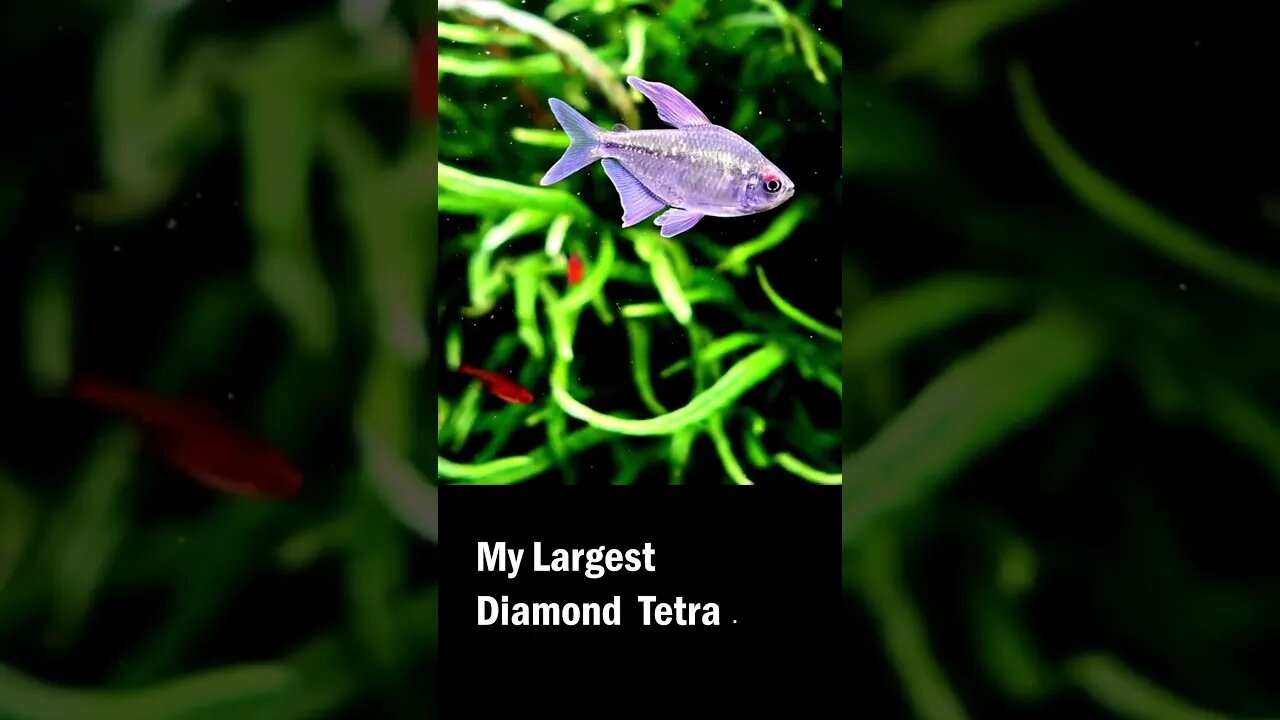 My oldest Diamond Tetra #planted #plantedtank #fish #aquariumgardens #natureaquarium #fishtank #co2