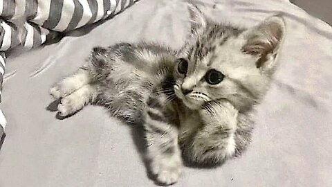 funny cute cat #shorts #viral #viralshorts #viralvideo #funnycats #cats