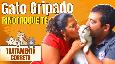 GATO GRIPADO: Porque Meu GATO NUNCA fica bom da RINOTRAQUEITE infecciosa FELINA