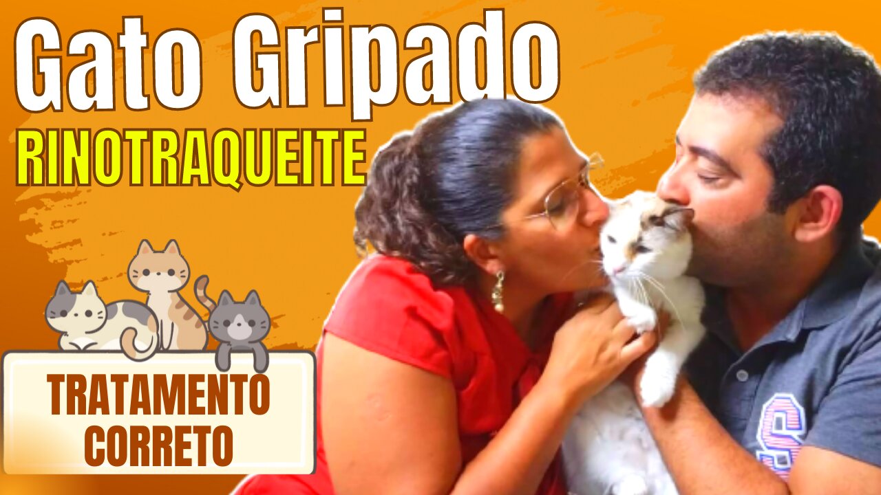 GATO GRIPADO: Porque Meu GATO NUNCA fica bom da RINOTRAQUEITE infecciosa FELINA