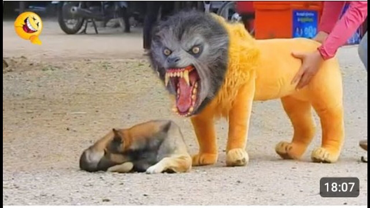 Dog funny video and fake lion funny video #rumble