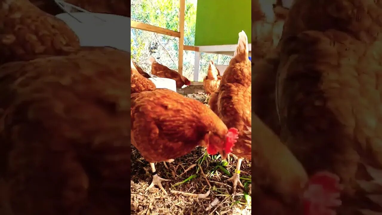 Chicken Dance