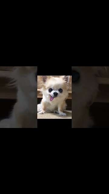 The Cutest Animal You've NEVER Seen!