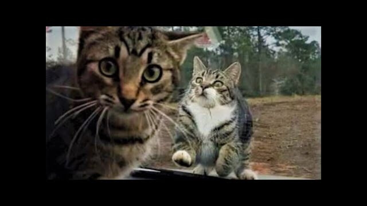 Funny animals - Funny cats / dogs - Funny animal videos