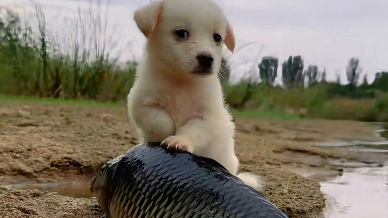 Golden #Retriever# Puppy #with# fish #cute #&#Loves# Playing #With #water