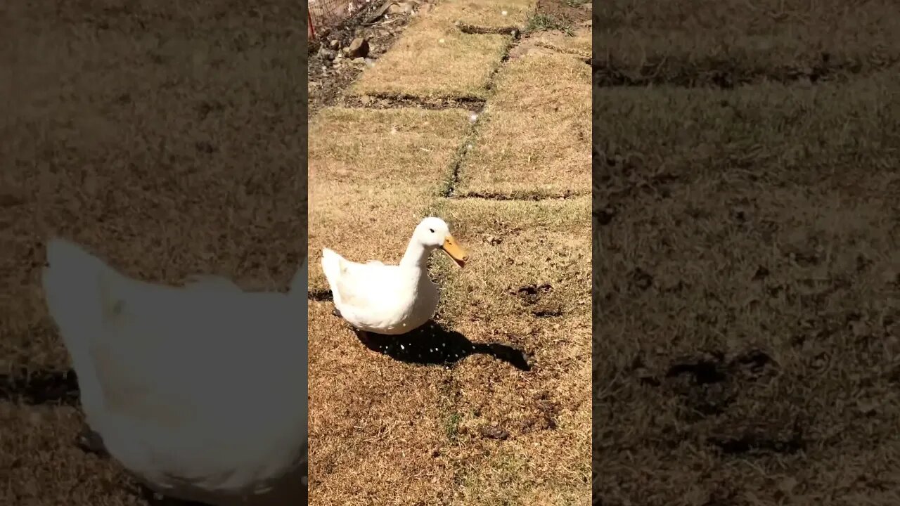 Ducky enjoys hose on a hot day