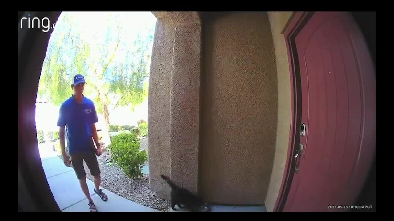 RAW: Video shows man allegedly kicking cat