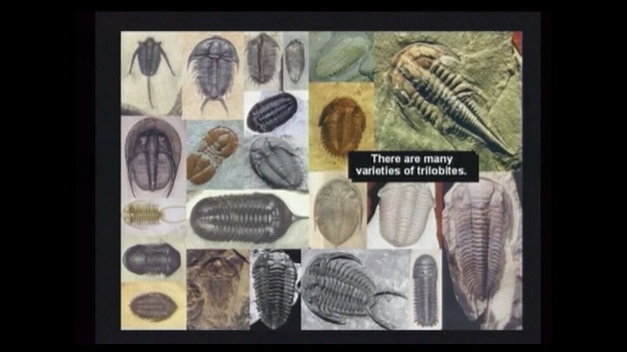 Trilobite Eye Complexity - Dr. Randy Guliuzza