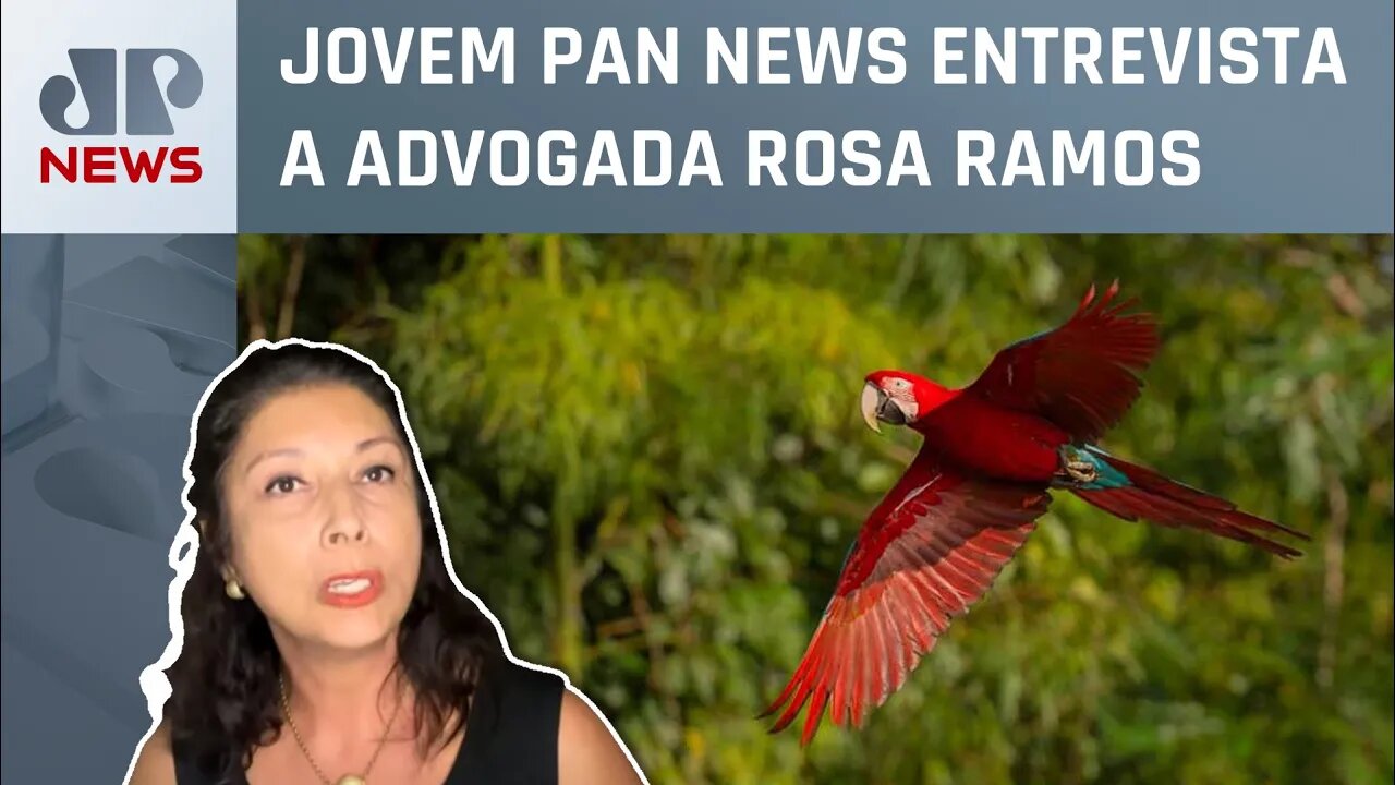 Advogada analisa repasse de R$ 500 milhões do Reino Unido ao Fundo Amazônia