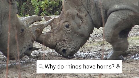 Do Rhinos Eat People? | Weird Animal Searches | BBC Earth