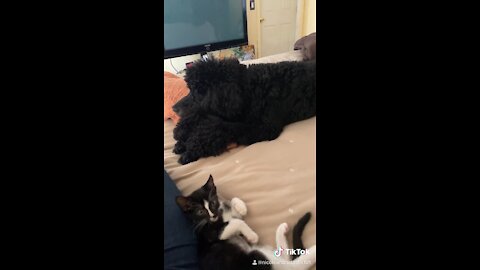 Pets of Tiktok