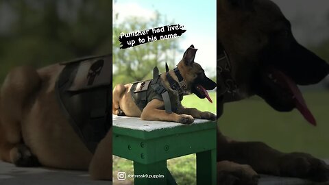 Tactical Puppy #malinois #punisher #malinoispuppy