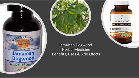 Jamaican Dogwood - Herbal Medicine - Benefits, Uses & Side Effects