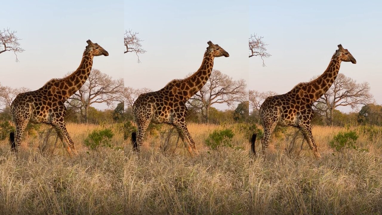 A gigantic giraffe sways from side to side and lowers itself to the ground!