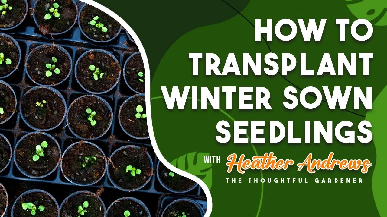 How to Transplant Winter Sown Seedlings with Heather Andrews