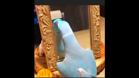 This Parrot love Himself so Much that he is kissing again and again to Mirror 😁