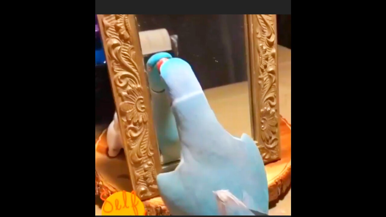 This Parrot love Himself so Much that he is kissing again and again to Mirror 😁