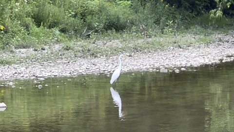 I can't sneak up on these beautiful birds