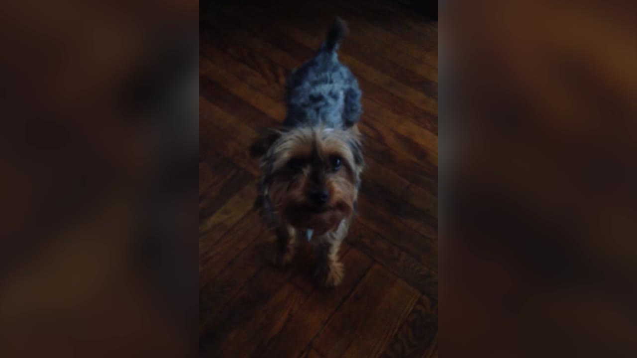 Dog Argues When Owner Says "No"