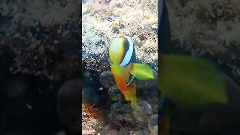 Diving in Vanuatu Pt2 (Paradise Cove)