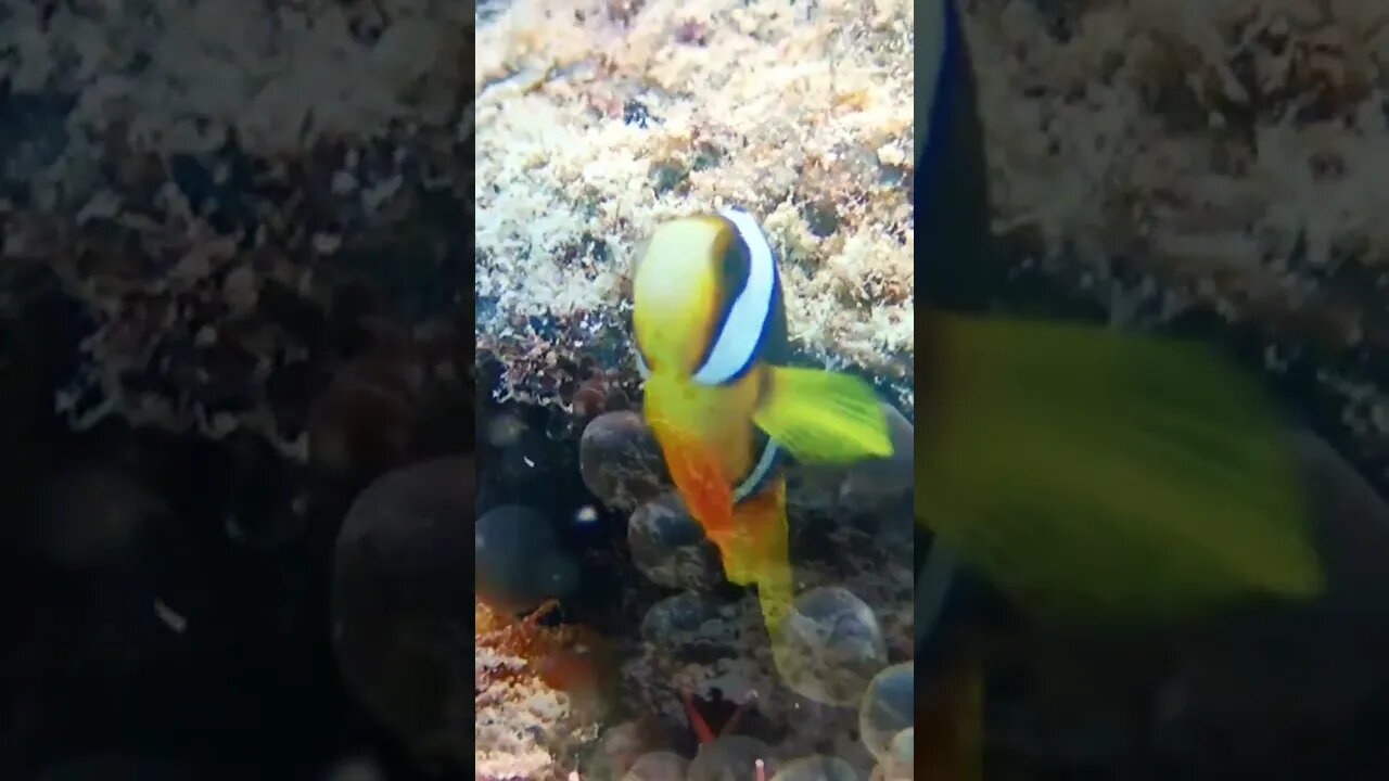 Diving in Vanuatu Pt2 (Paradise Cove)