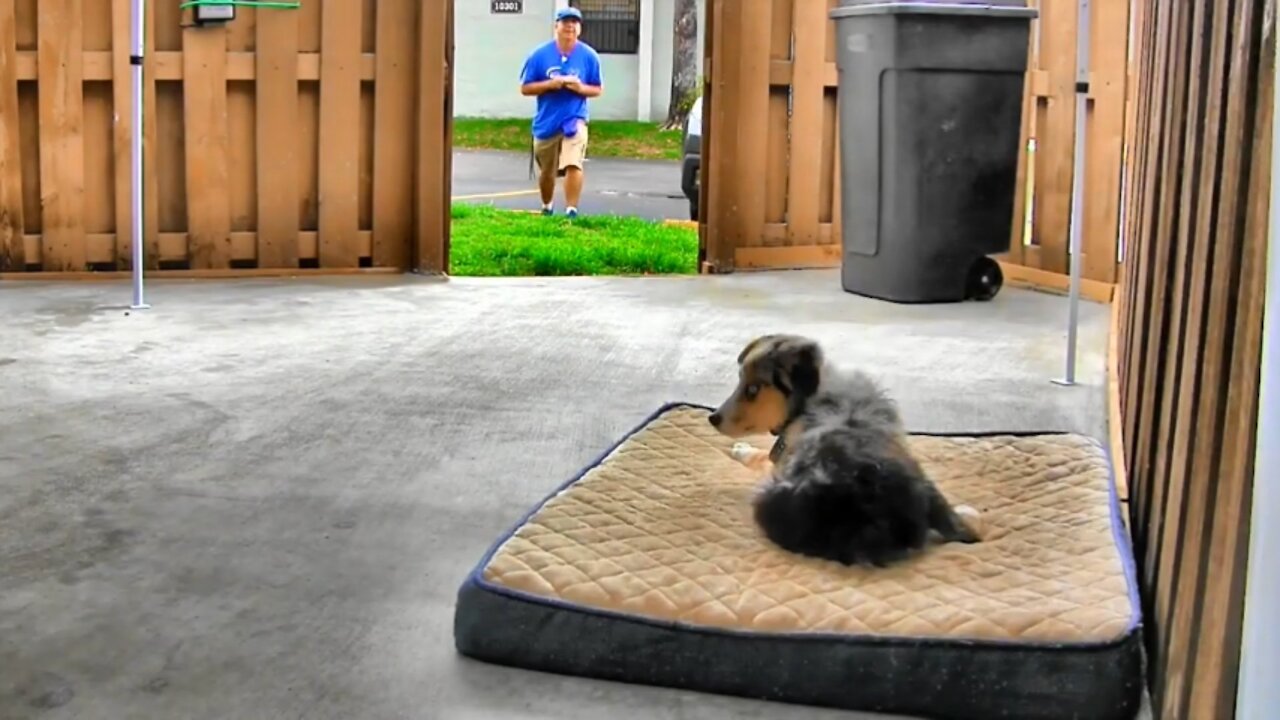 Dog Training step by step .