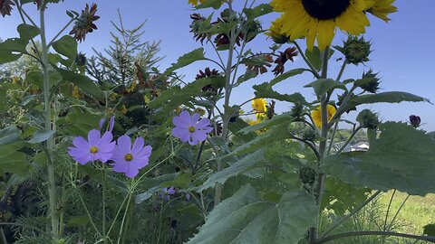 Sunflowers and Bees 9 3 23