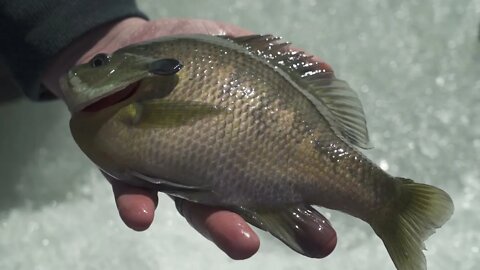 Big Bluegill on Central Illinois Ice