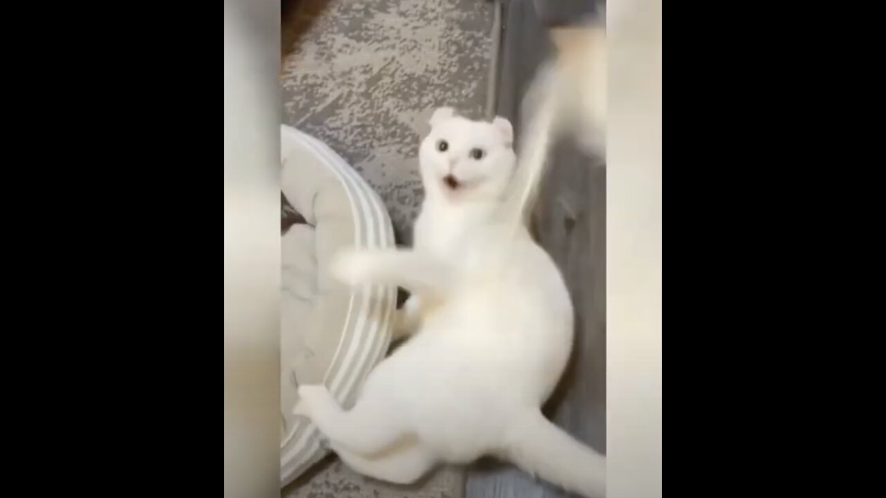 Funny animals video 😂