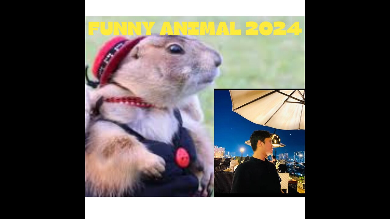 FUNNY VIDEO ANIMAL COPLICATION 2024