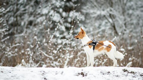 CRAZY Fox in the snow! Wait till the end