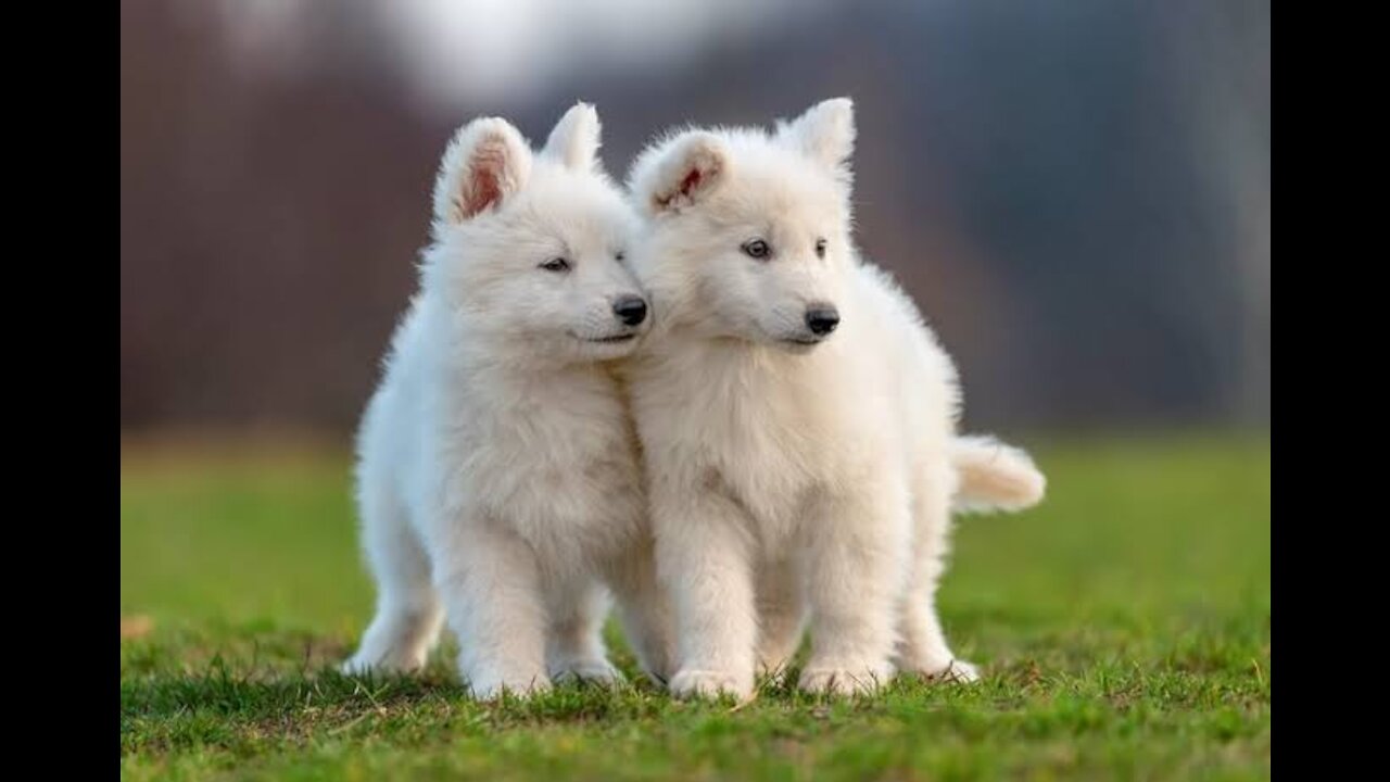 CUTE PUPPIES!!- 2 Weeks Old- Twitching and Eating Solid Food