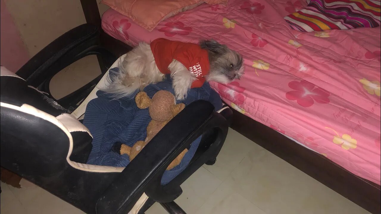 My Shih Tzu Puppy Stole My Office Chair