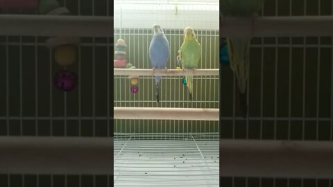 Budgies Are Magical!🤩 #youtubeshorts #shorts #funny #animallover #budgies #parrots