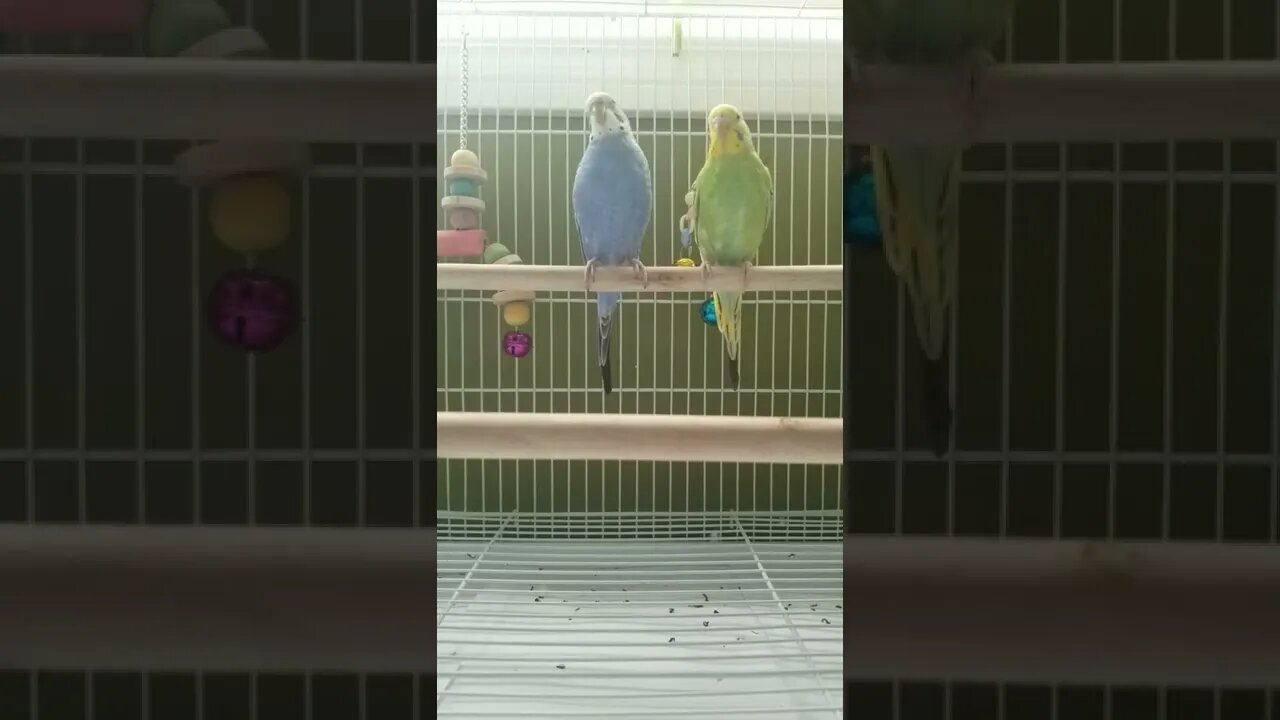 Budgies Are Magical!🤩 #youtubeshorts #shorts #funny #animallover #budgies #parrots