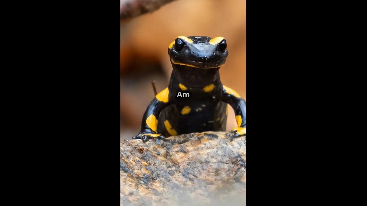 Mind Blowing Facts Aboaut Salamander 🦎🦎🦎