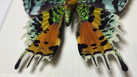 Beautiful Insects You can Keep as Pets