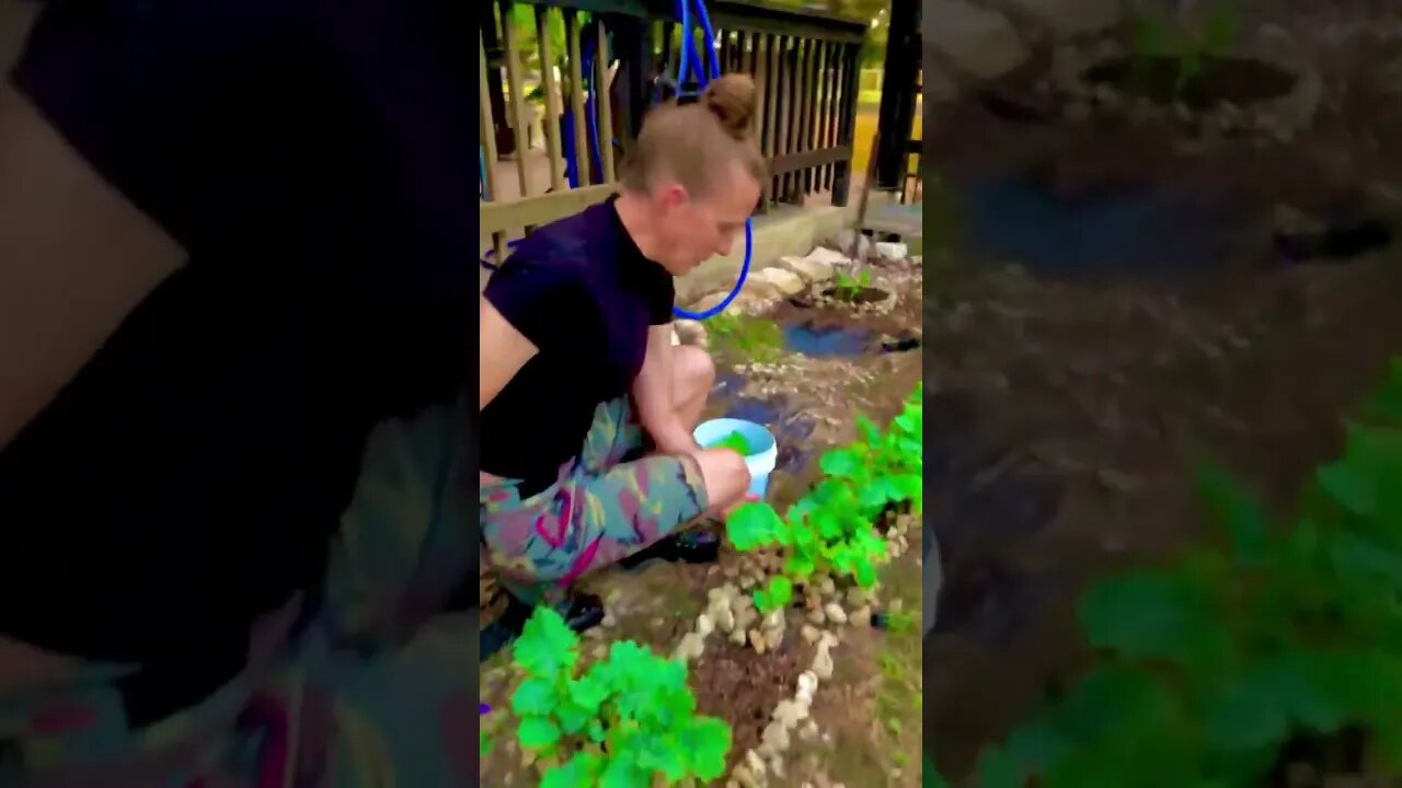 Flashback 🥬#shorts #viral #trending