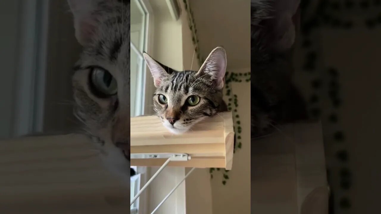 Send to a friend that needs some encouragement❤️❤️ #cat #kitten #motivation #leonthecatdad