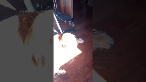 #dogshow