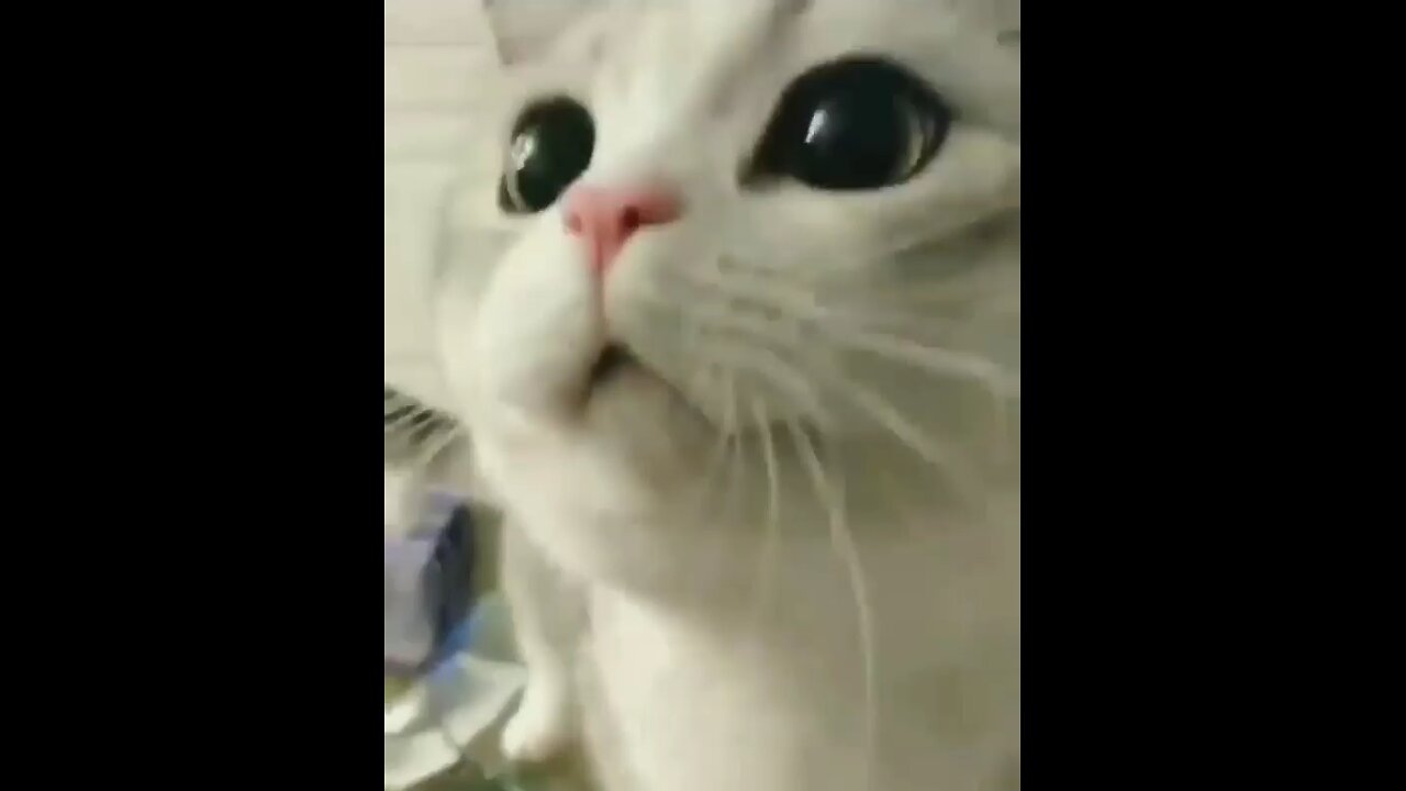 funny cat