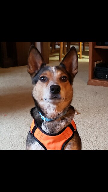 Barky-Talk celebration by Paganini the feist dog, after retreiving a tennis ball