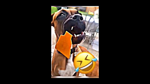 Funny animals | Cute pets | crazy animals | video #15