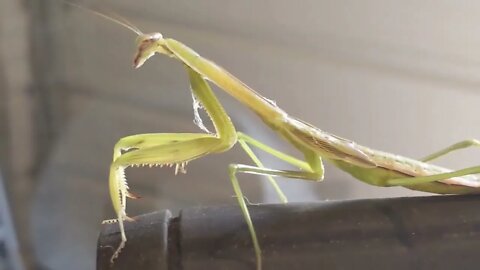 Praying Mantis wants to be a Camera Man