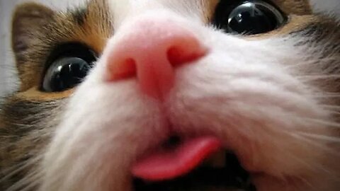 Funny And Weird Animals - Most Funny animal videos compilation