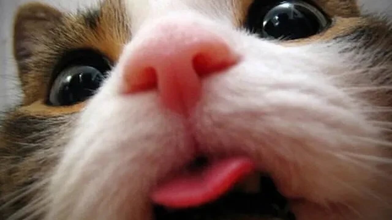 Funny And Weird Animals - Most Funny animal videos compilation